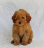 AKC Registered Mini Poodle For Sale Millersburg OH Female-Heidi