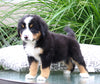 AKC Bernese Mountain Dog For Sale Dundee OH Female-Joy