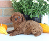 AKC Registered Mini Poodle For Sale Millersburg OH Female-Mia