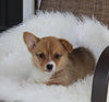 ACA Welsh Corgi For Sale Millersburg OH Female-Cinnamon