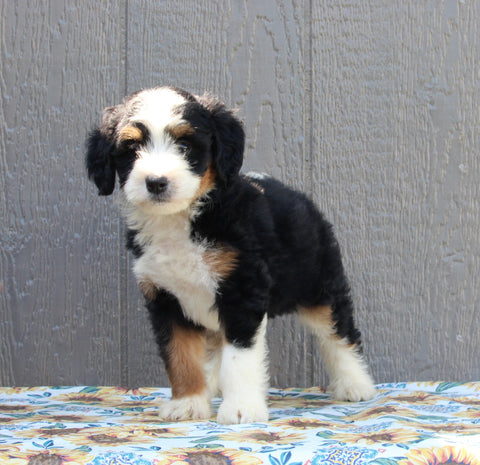 Mini Bernedoodle For Sale Millersburg OH Male-Dusty