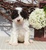 AKC Standard Poodle For Sale Sugarcreek OH Female-Marla