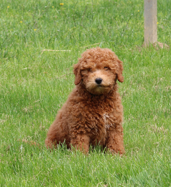 Mini Poodle For Sale Fresno OH Male-Harley