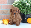 AKC Registered Mini Poodle For Sale Millersburg OH Male-Teddy