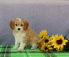 Cavapoo For Sale Sugarcreek OH Male-Titus