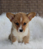 ACA Welsh Corgi For Sale Millersburg OH Female-Cece