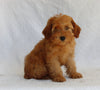 AKC Registered Mini Poodle For Sale Millersburg OH Female-Heidi