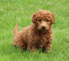 Mini Poodle For Sale Fresno OH Male-Hank