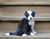ABCA Registered Border Collie For Sale Warsaw OH Female-Molly