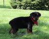 AKC Registered Rottweiler For Sale Sugarcreek OH Male-Diego