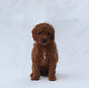 F1B Mini Goldendoodle For Sale Sugarcreek OH Male-Toby