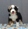 Mini Bernedoodle For Sale Millersburg OH Male-Dusty