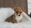 ACA Welsh Corgi For Sale Millersburg OH Female-Cece