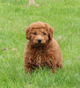 Mini Poodle For Sale Fresno OH Male-Hudson