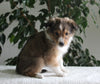 ACA Shetland Sheepdog For Sale Baltic OH Female-Jill