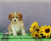 Cavapoo For Sale Sugarcreek OH Male-Titus