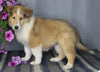 AKC Registered Collie Lassie For Sale Fredericksburg OH Female-Zinnia