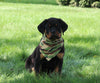 AKC Registered Rottweiler For Sale Sugarcreek OH Male-Harley