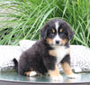 AKC Bernese Mountain Dog For Sale Dundee OH Male-Jake