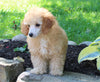 ACA Mini Poodle For Sale Millersburg OH Male-Gabe