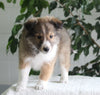 ACA Shetland Sheepdog For Sale Baltic OH Female-Jenny
