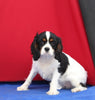 AKC Registered Cavalier For Sale Millersburg Male-Charlie