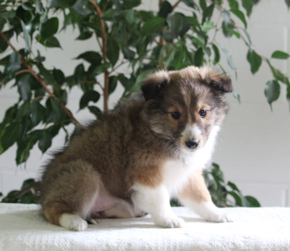 ACA Shetland Sheepdog For Sale Baltic OH Female-Jenny