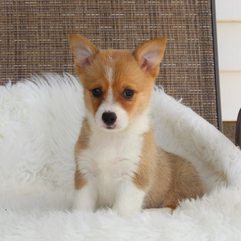 ACA Welsh Corgi For Sale Millersburg OH Female-Carmen