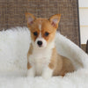 ACA Welsh Corgi For Sale Millersburg OH Female-Carmen