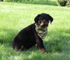 AKC Registered Rottweiler For Sale Sugarcreek OH Male-Harley