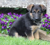 AKC Registered German Shepherd For Sale Millersburg OH Female-Neva