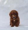 F1B Mini Goldendoodle For Sale Sugarcreek OH Male-Troy