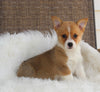 ACA Welsh Corgi For Sale Millersburg OH Female-Carmen