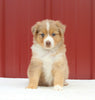 Australian Shepherd For Sale Holmesville OH Female-Annie