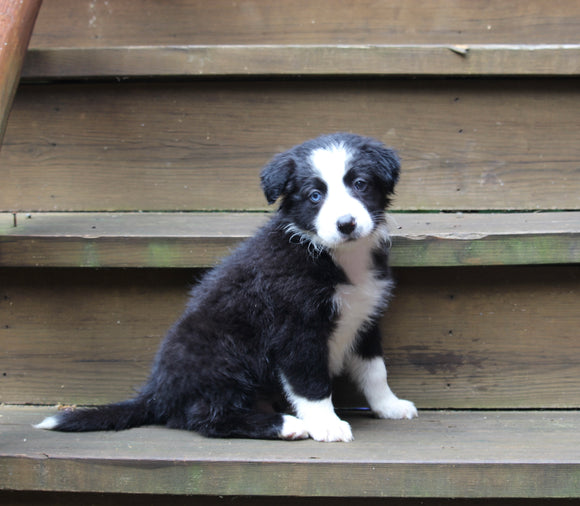 ABCA Registered Border Collie For Sale Warsaw OH Male-Benson