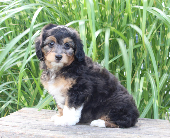 Mini Aussiedoodle For Sale Sugarcreek OH Male-Snickers