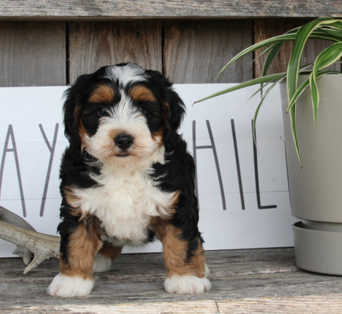 Mini Bernedoodle For Sale Millersburg OH Male-Presley