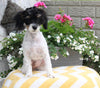 ACA Registered Mini Poodle For Sale Apple Creek OH Female-Dollie HOUSE TRAINED