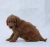 F1B Mini Goldendoodle For Sale Sugarcreek OH Male-Tommy