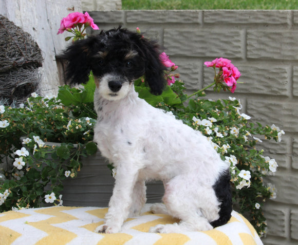 ACA Registered Mini Poodle For Sale Apple Creek OH Female-Dollie HOUSE TRAINED
