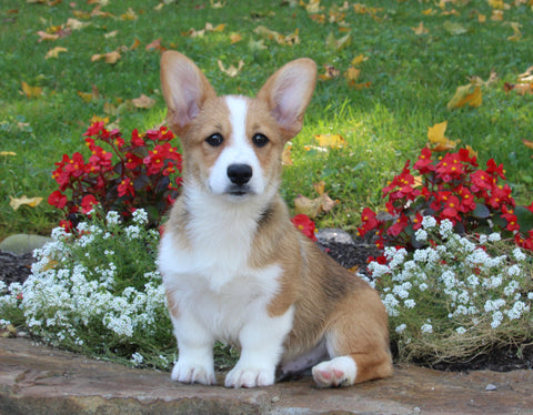 Pembroke Welsh Corgi For Sale Millersburg OH Male-Buster