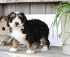 Mini Bernedoodle For Sale Millersburg OH Male-Presley