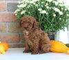 AKC Registered Mini Poodle For Sale Millersburg OH Male-Teddy
