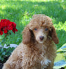ACA Mini Poodle For Sale Millersburg OH Female-Princess