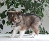 ACA Shetland Sheepdog For Sale Baltic OH Male-Rover
