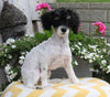 ACA Registered Mini Poodle For Sale Apple Creek OH Female-Dollie HOUSE TRAINED
