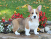 Pembroke Welsh Corgi For Sale Millersburg OH Male-Buster