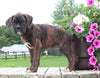 Boxer For Sale Fredericksburg OH Male-Reed