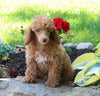 ACA Mini Poodle For Sale Millersburg OH Female-Princess