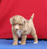 Mini Aussiedoodle For Sale Millersburg OH Female-Katie